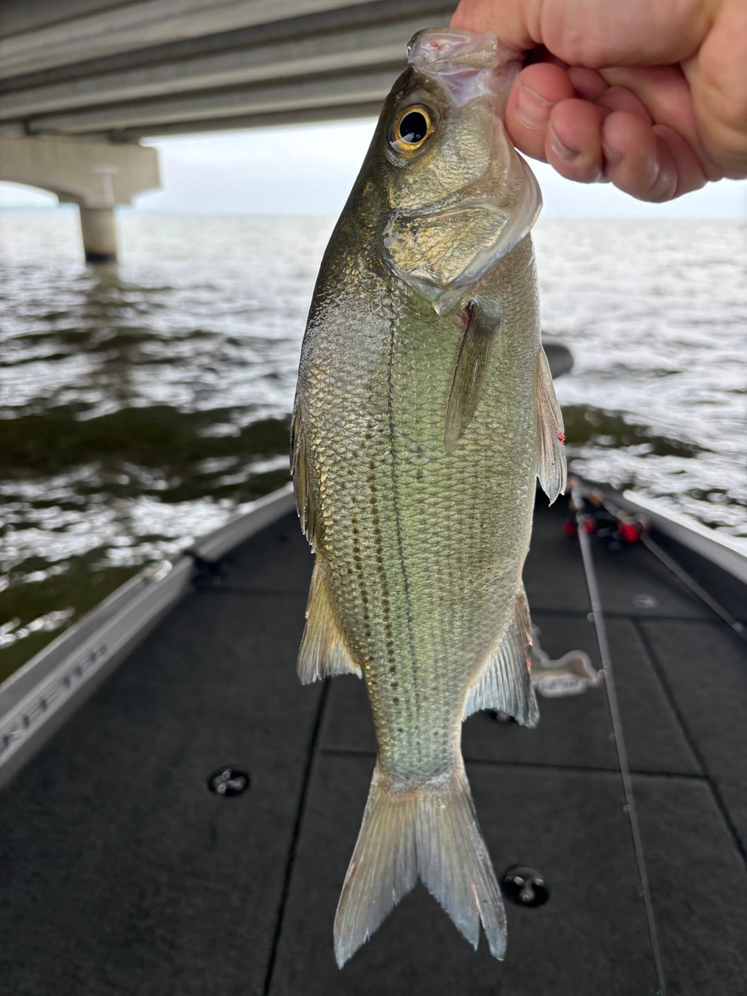 Customer photo review of Moss Camo 300-2000 Yard Spools