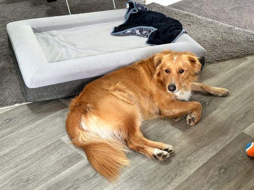 Customer photo review of Orthopaedic Memory Foam Bed