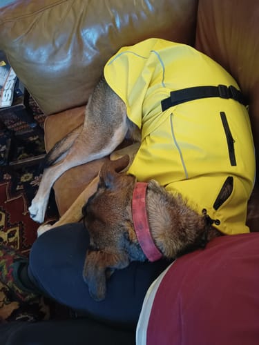 Customer photo review of Vimy Lightweight Waterproof Raincoat with Harness Hole Zip