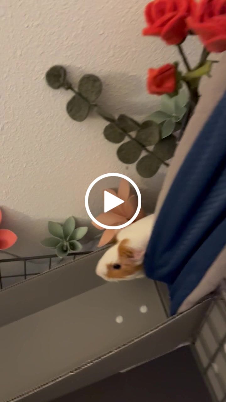 Customer video review of Piggy Condo C&C Cage with Balcony & Ramp