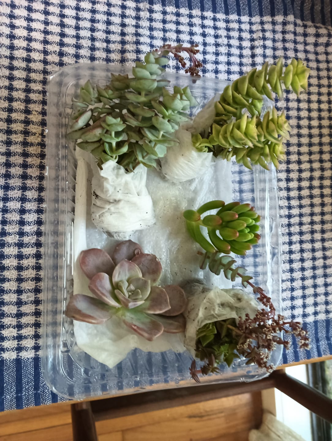 Customer photo review of Crassula perforata variegated