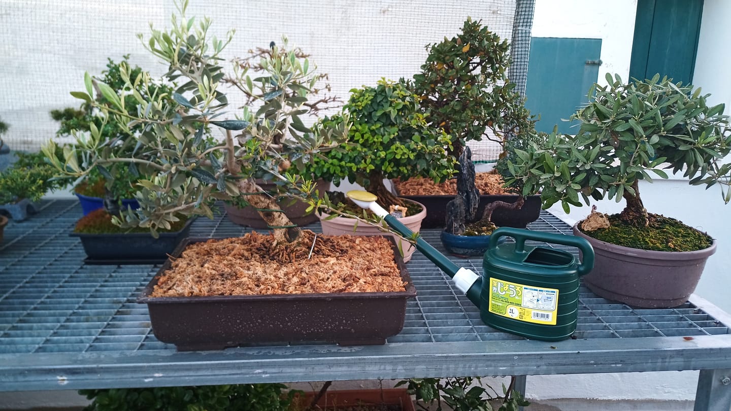 Customer photo review of ANNAFFIATOIO PROFESSIONALE PIOGGIA FINE BONSAI CB 2L