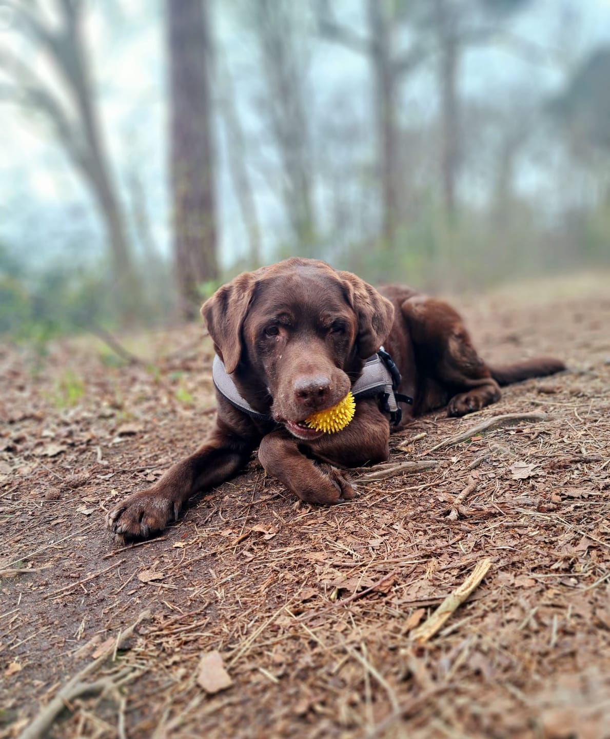 Customer photo review of Geweldig Genoten | Pindakaas voor honden