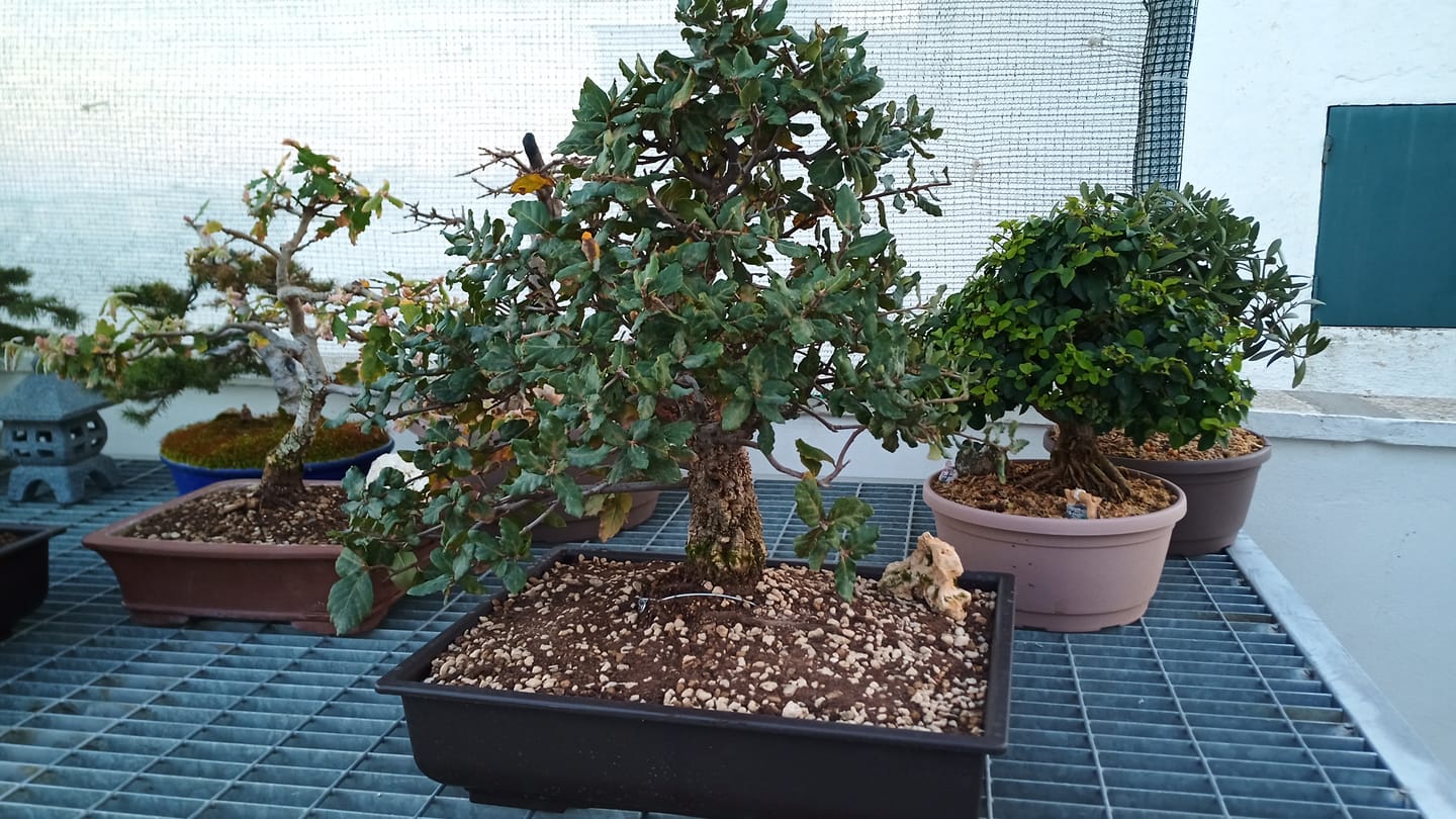 Customer photo review of VASI BONSAI PLASTICA RIGIDA PROFESSIONALI