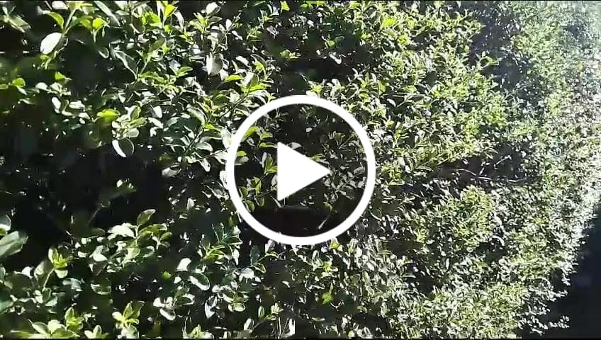Customer video review of Podadora Eléctrica Inalámbrica 2 en 1 con Batería
