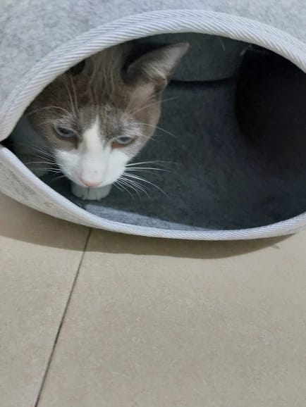 Customer photo review of Tunel Krevet za Mačke