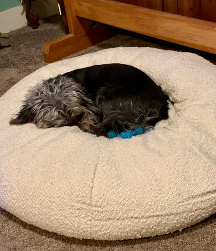 Customer photo review of Bouclé Doughnut Bed (Tough Cover)