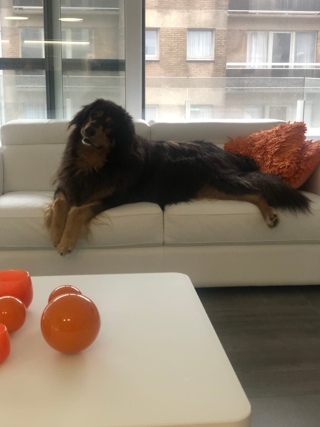 Customer photo review of OMNi-BiOTiC® CAT & DOG INT