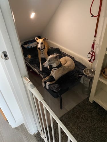 Jen O. review of HiK9 Bed with Mulberry Mesh Cover image 1 out of 2