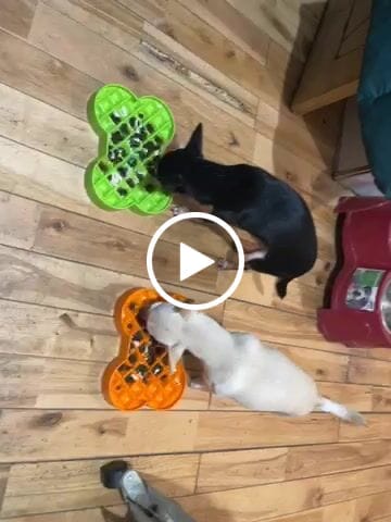 Customer video review of Canagan Grain Free Dog Food