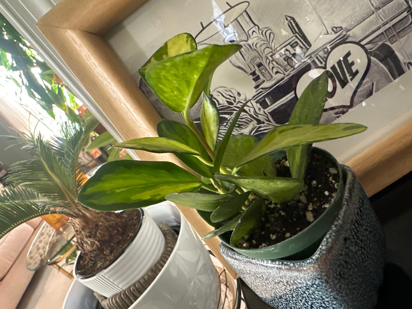 Customer photo review of Hoya australis 'Lisa'