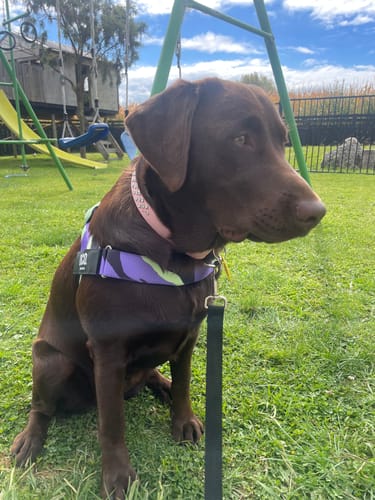 Customer photo review of No-Pull D-Ring Harness Attachment