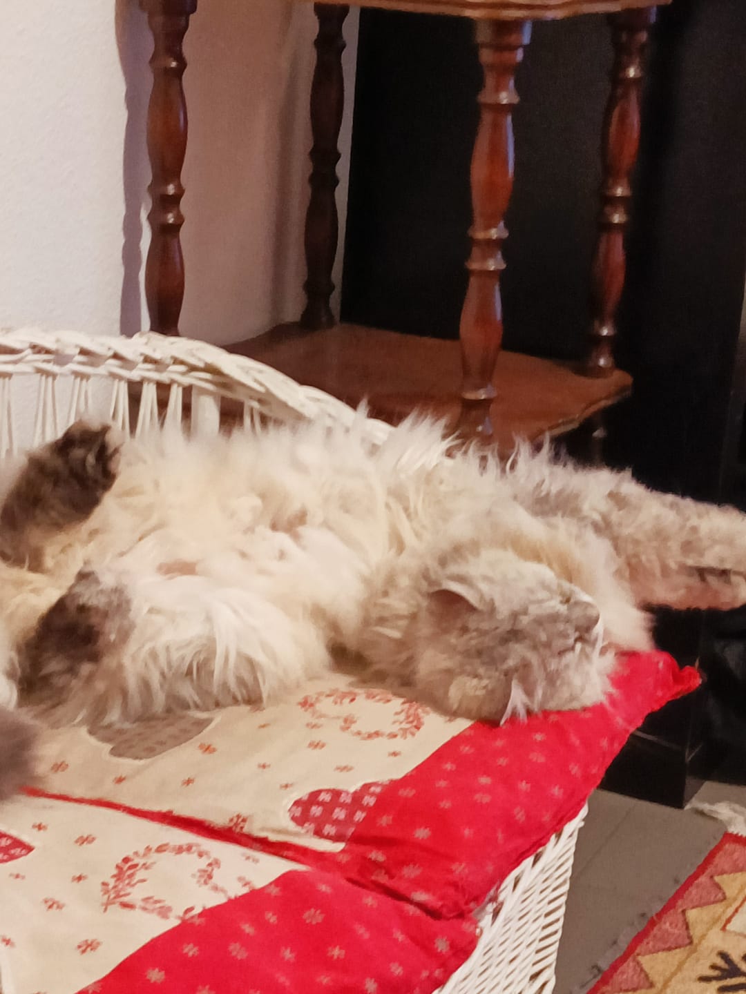 Customer photo review of Pâtées riches en volaille & aux courgettes (chat âgé)