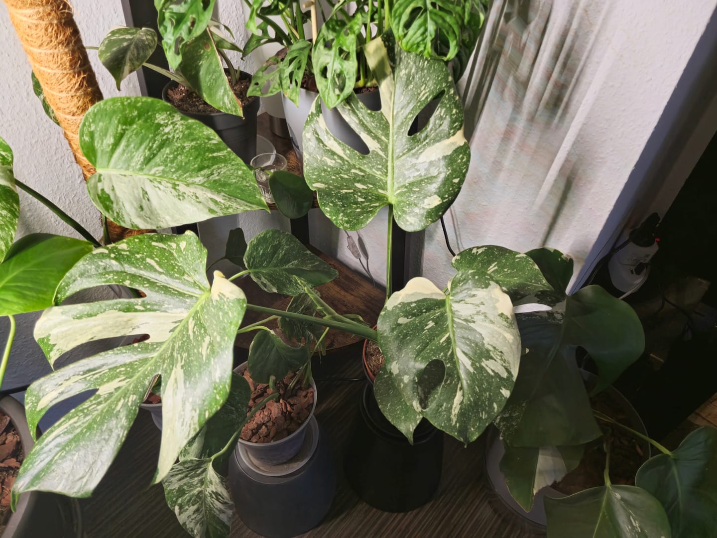 Customer photo review of Monstera Thai Constellation
