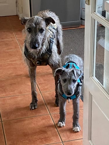 Customer photo review of Sighthound Escape Proof Harness