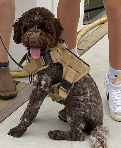 Customer photo review of NEW Upgraded Tactical No-Pull Team K9™ Dog Harness with 4 Quick-Release Metal Buckles, Reinforced Front & Back D-Rings, Hook & Loop Panels, Adjustable Straps, Reflective Strips, & Top Handle
