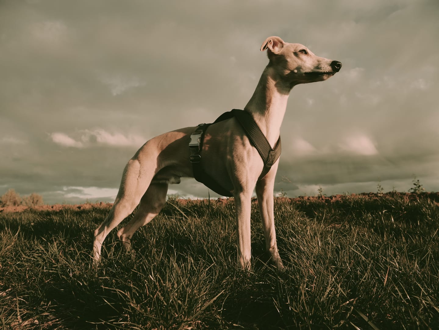 Customer photo review of Hundegeschirr PRO "Mountain Green"