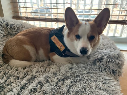 Customer photo review of Personalized Dog Harness with or without Custom Dog Name Velcro Patches (set of 2)