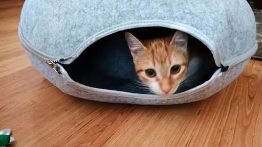 Customer photo review of Tunel Krevet za Mačke