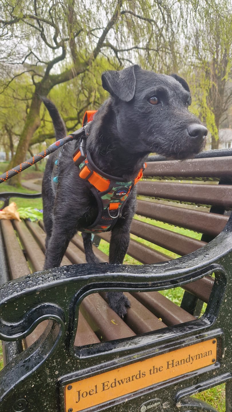 Customer photo review of Earth Friendly - Trig Point Harness