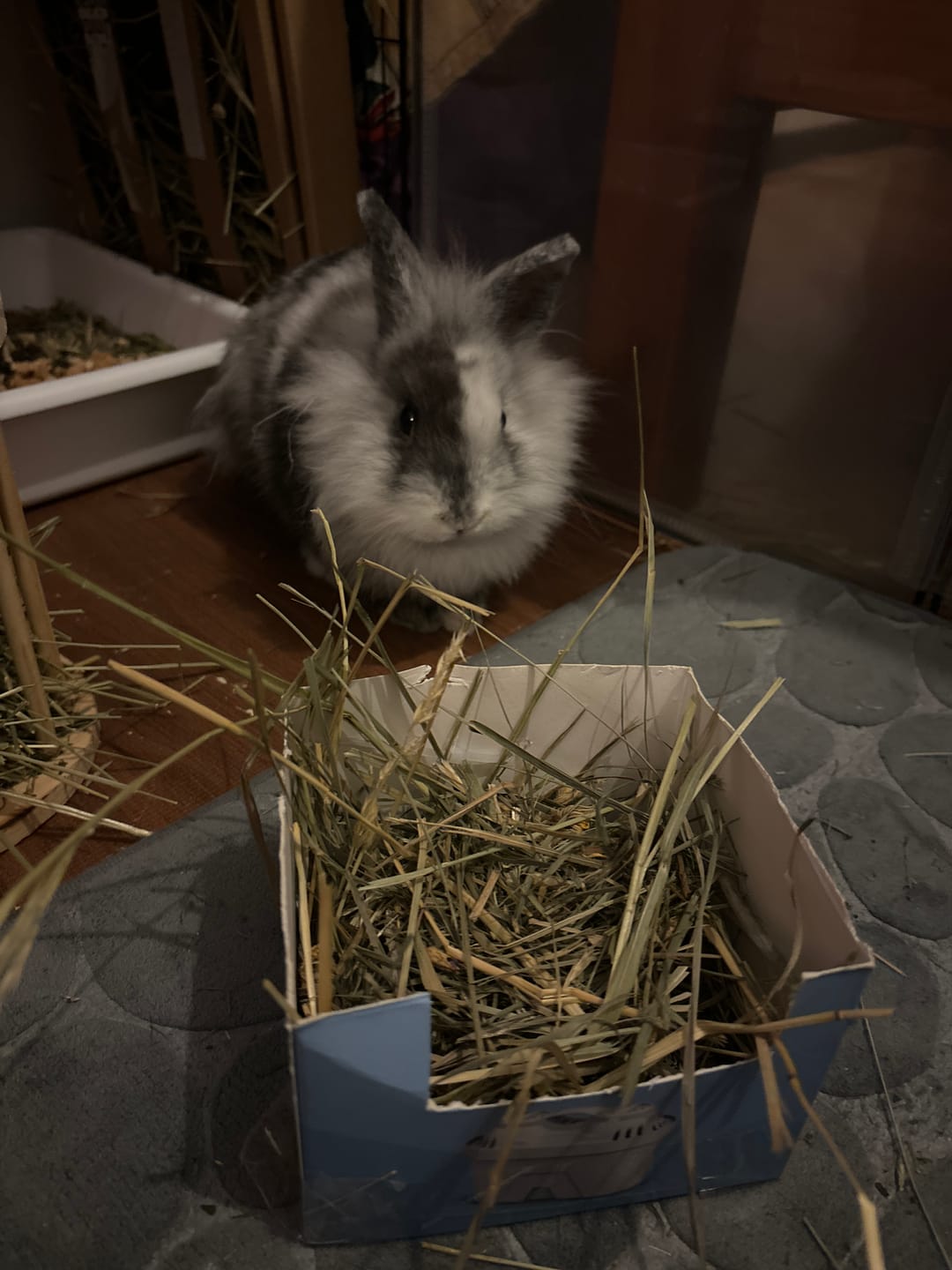 Customer photo review of Feno BIO by petter®