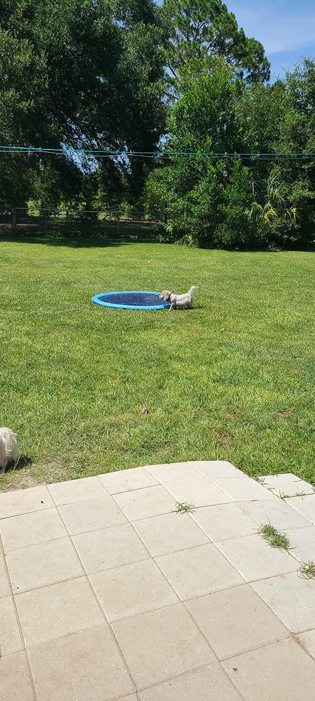 Customer photo review of Neklizajuća podloga za prskanje za pse