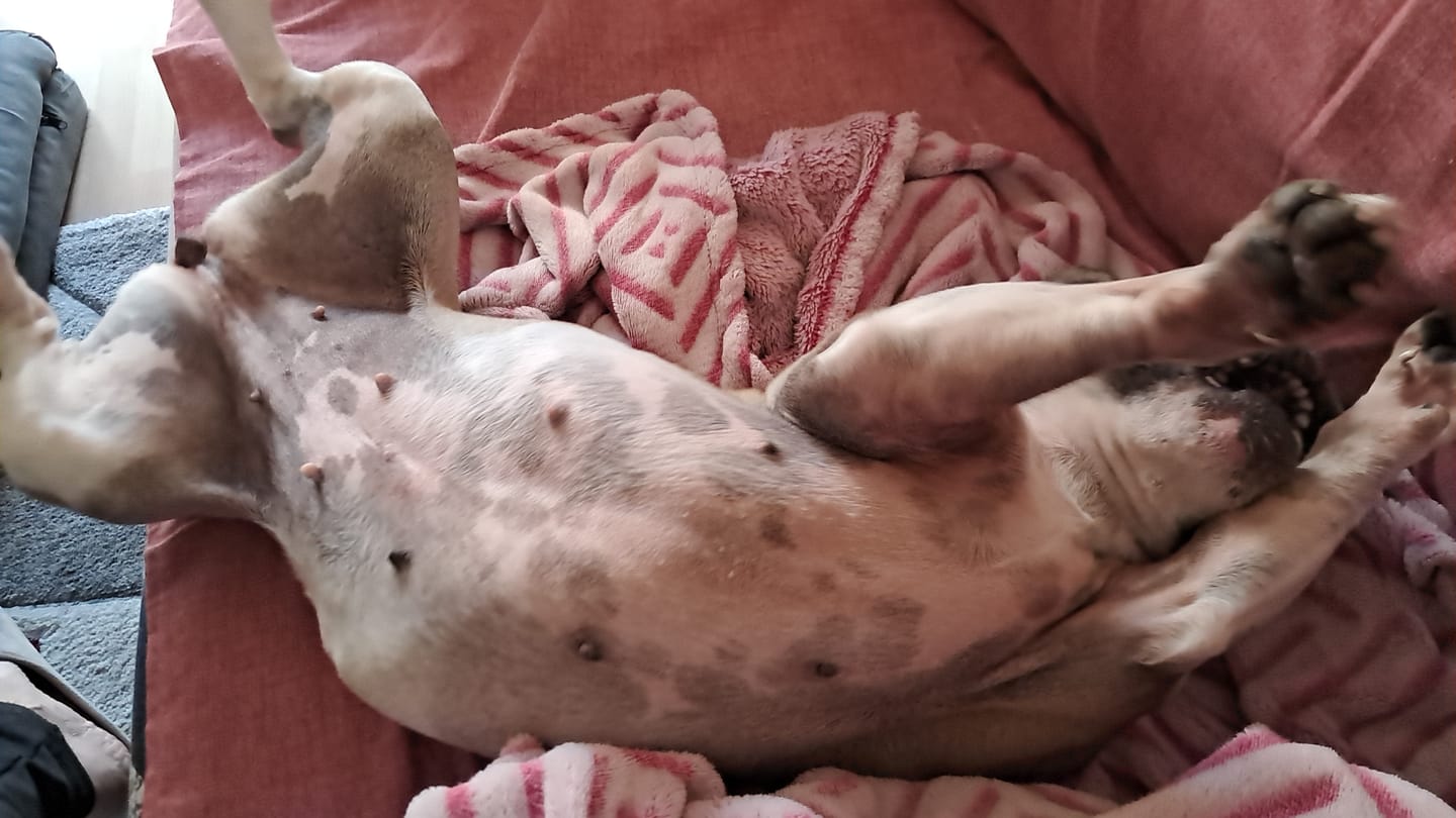Customer photo review of Linea Grain Free - Maiale con Patate Dolci e Mele - Cane Adulto
