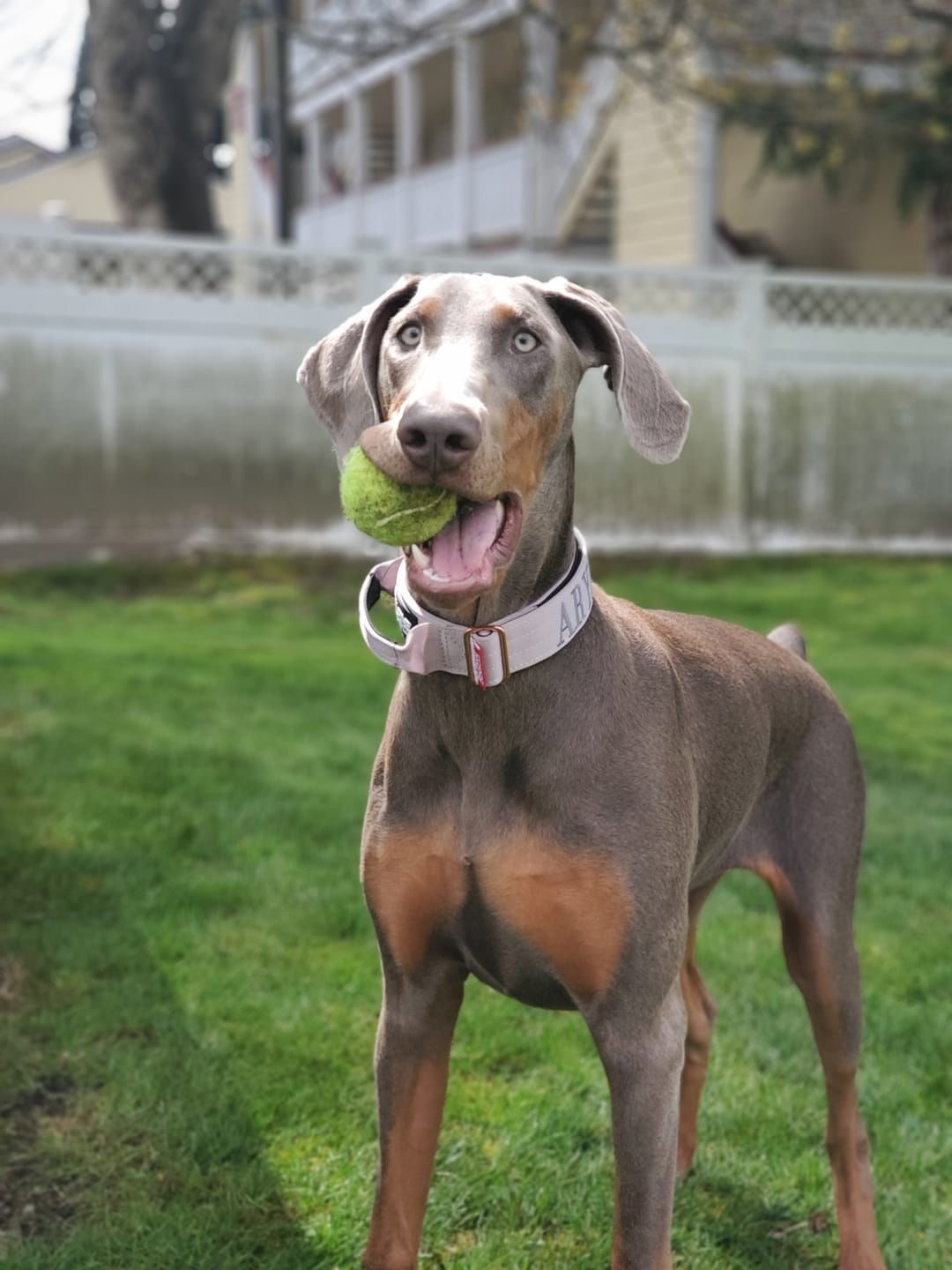 Customer photo review of 1.5" Tacti Dog Collar Slim Luxe - Rose Gold - Sofia