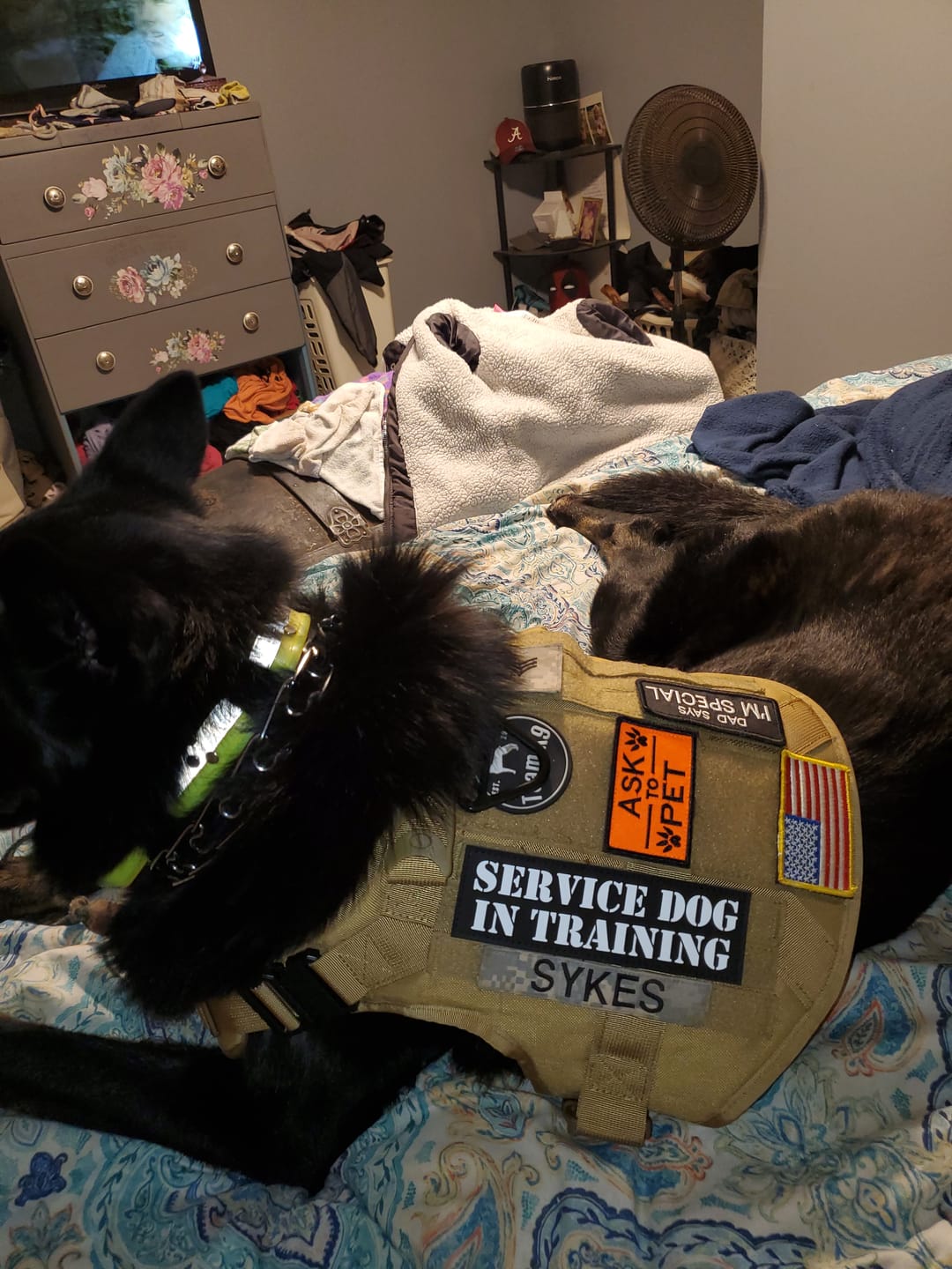 Customer photo review of Hook & Loop Patch Variety Bundle For Harness (Pack of 12)