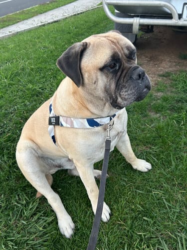 Customer photo review of Walk #001 Harness