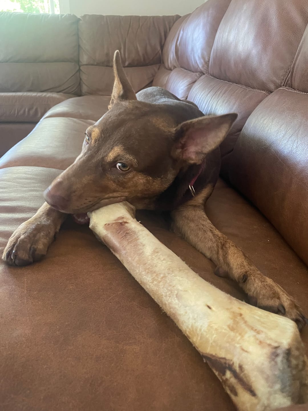 Customer photo review of Monster Femur Bone