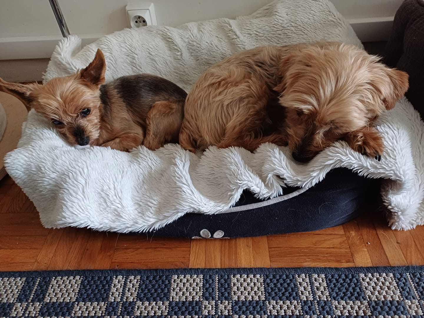 Customer photo review of Pâtées riches en volaille& aux petits pois (chien âgé)