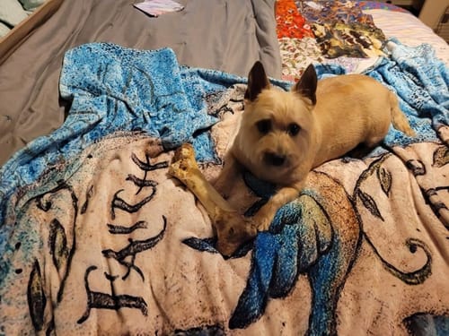 Customer photo review of Ostrich Hip Bone. Long-lasting, Natural Dog Gnaw Treat by Savannah Pet Food