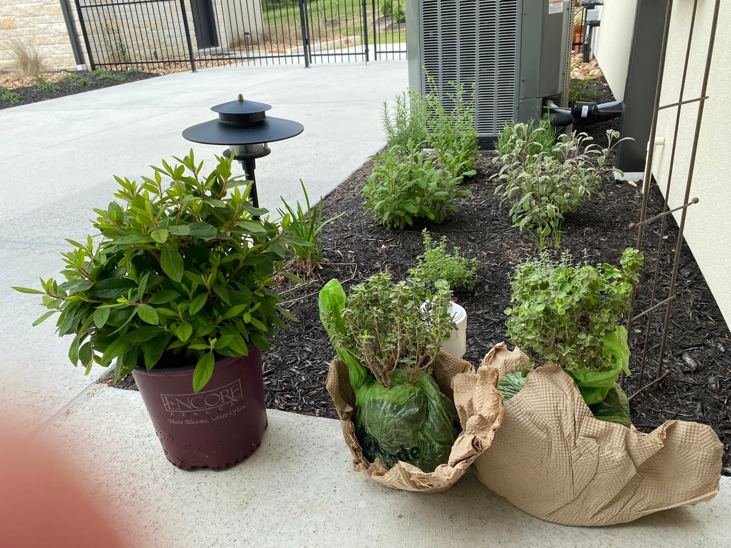 Customer photo review of Texas Sage 'Lynn's Legacy'