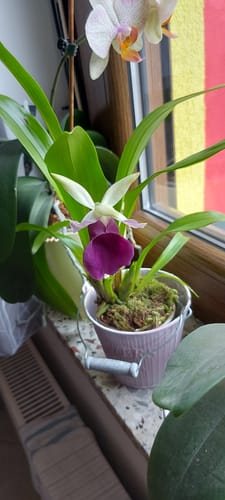 Customer photo review of Cochleanthes mit blau-violetter Blüte