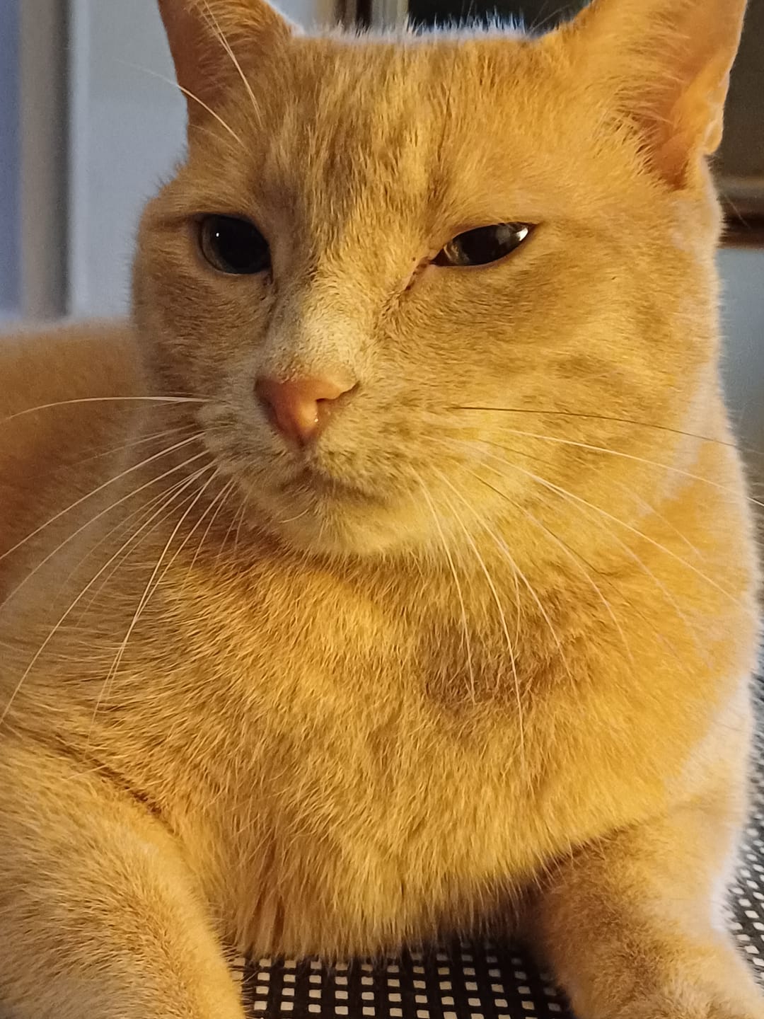 Customer photo review of Croquettes riches en poissons blancs frais (chat stérilisé)