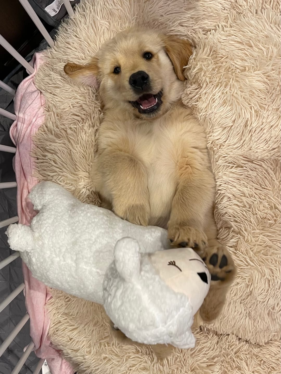 Customer photo review of Brooklyn® Deep Sleep Pet Bed