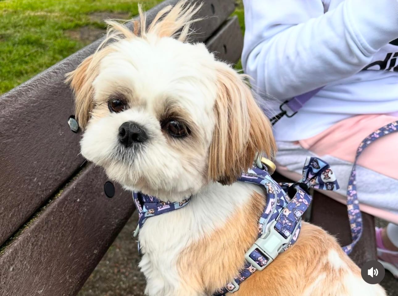 Customer photo review of Lead - Winnie + Friends