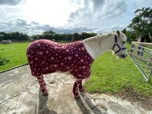 Customer photo review of LeMieux Pony Fleece Travel Wraps
