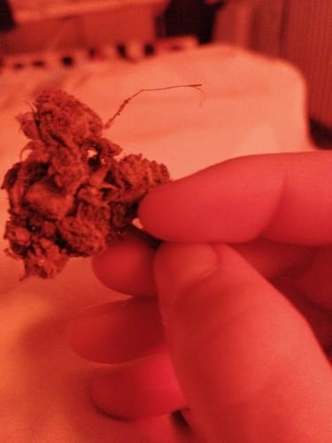 Customer photo review of Gelato Öko-Pack