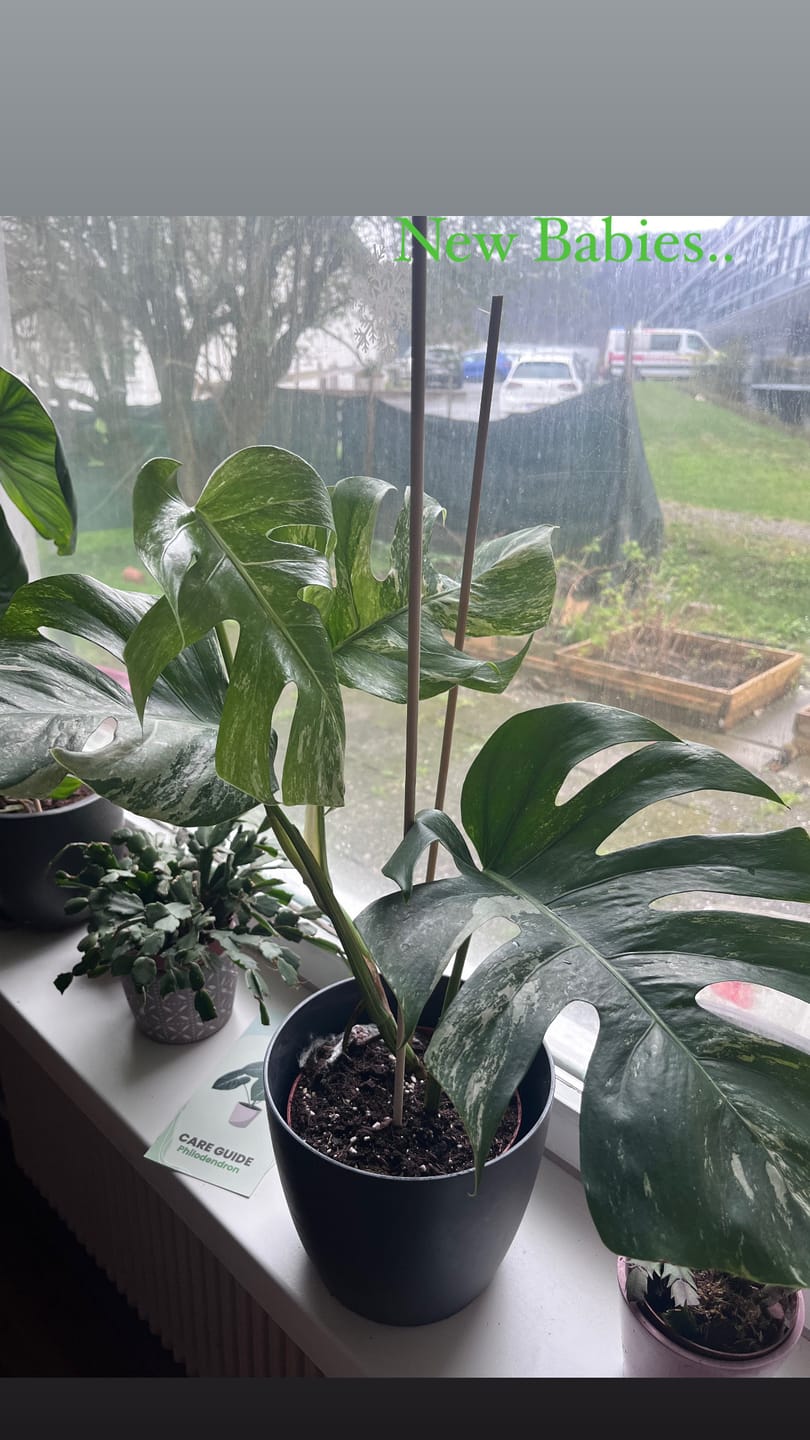 Customer photo review of Monstera Deliciosa Variegata