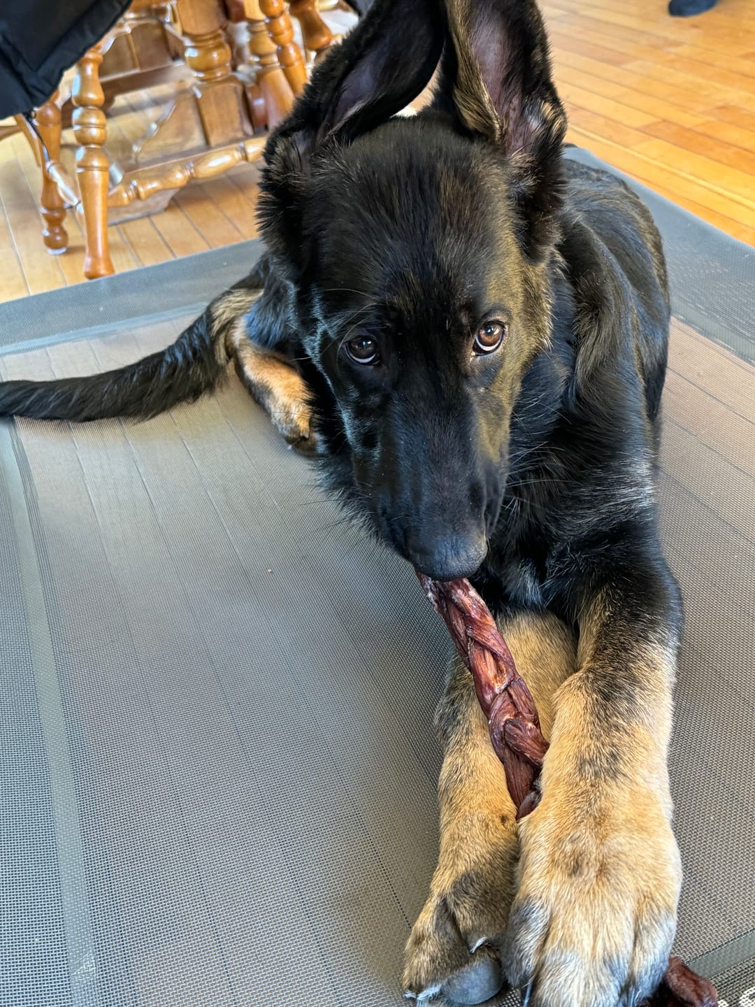 Customer photo review of 12 Inch Braided Jerky Stick