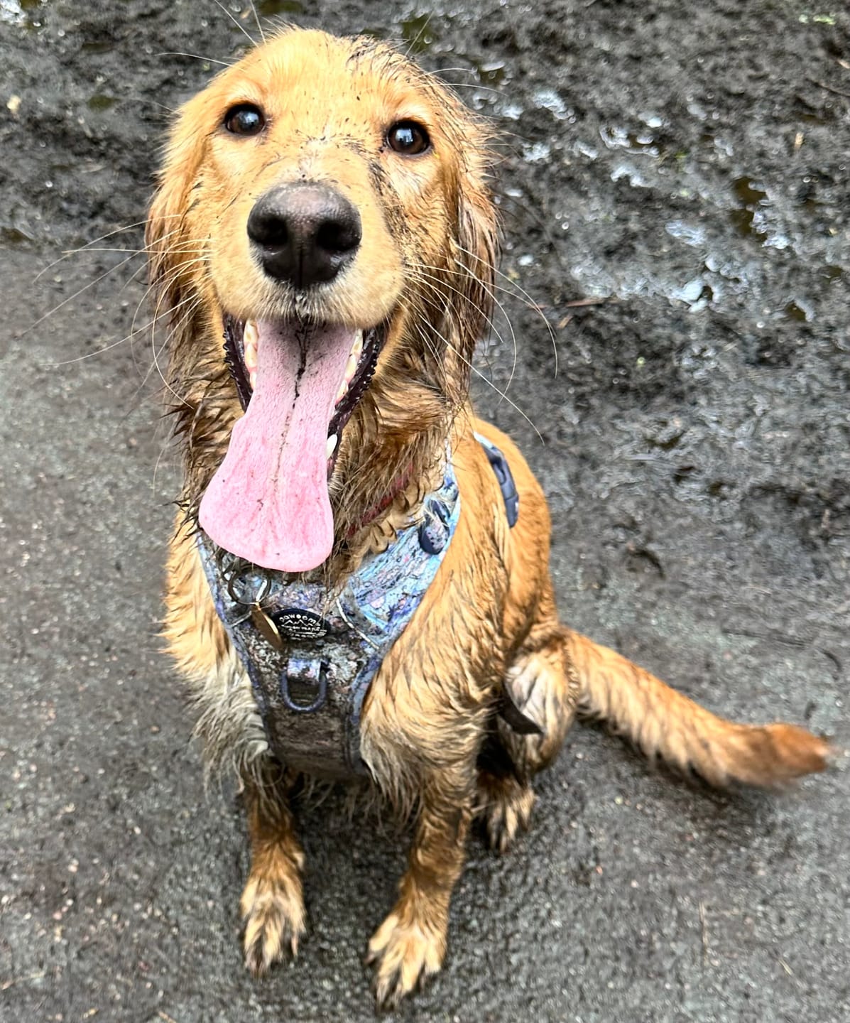 Customer photo review of Tough Trails™ Harness - Eeyore