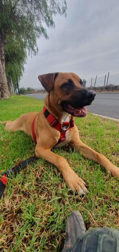Customer photo review of Arnés Strap para Perros - Street Dogs - Red