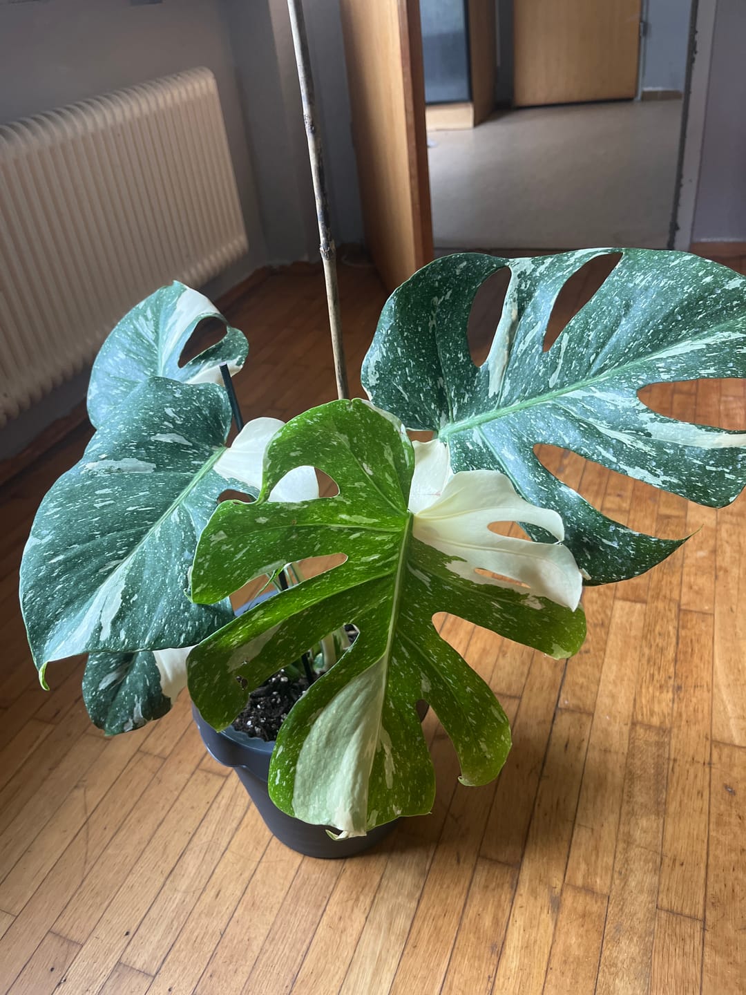 Customer photo review of Monstera Thai Constellation