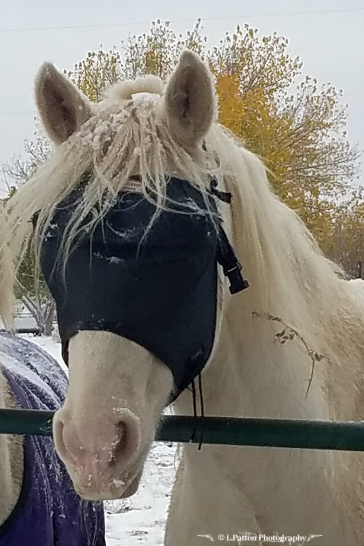 Customer photo review of EquiVizor Fly Mask - Standard
