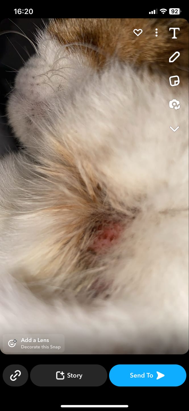 Customer photo review of Cat Spray