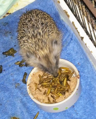 Customer photo review of BSF Larven - getrocknete Soldatenfliegenlarven