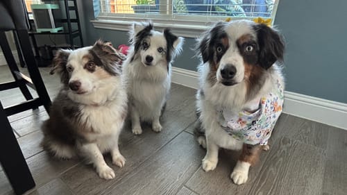 Customer photo review of Buy 1 Bag  - 33 lbs