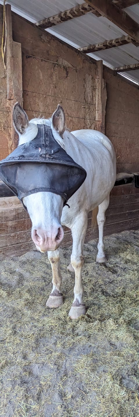 Customer photo review of EquiVizor Fly Mask - With Ear Protection